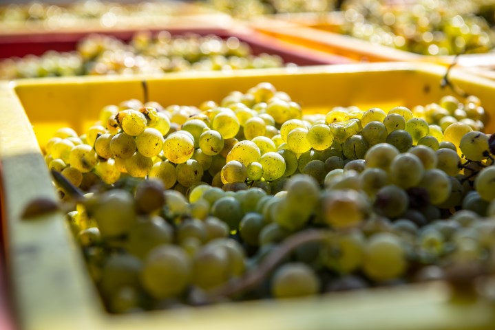 Travail de la vigne